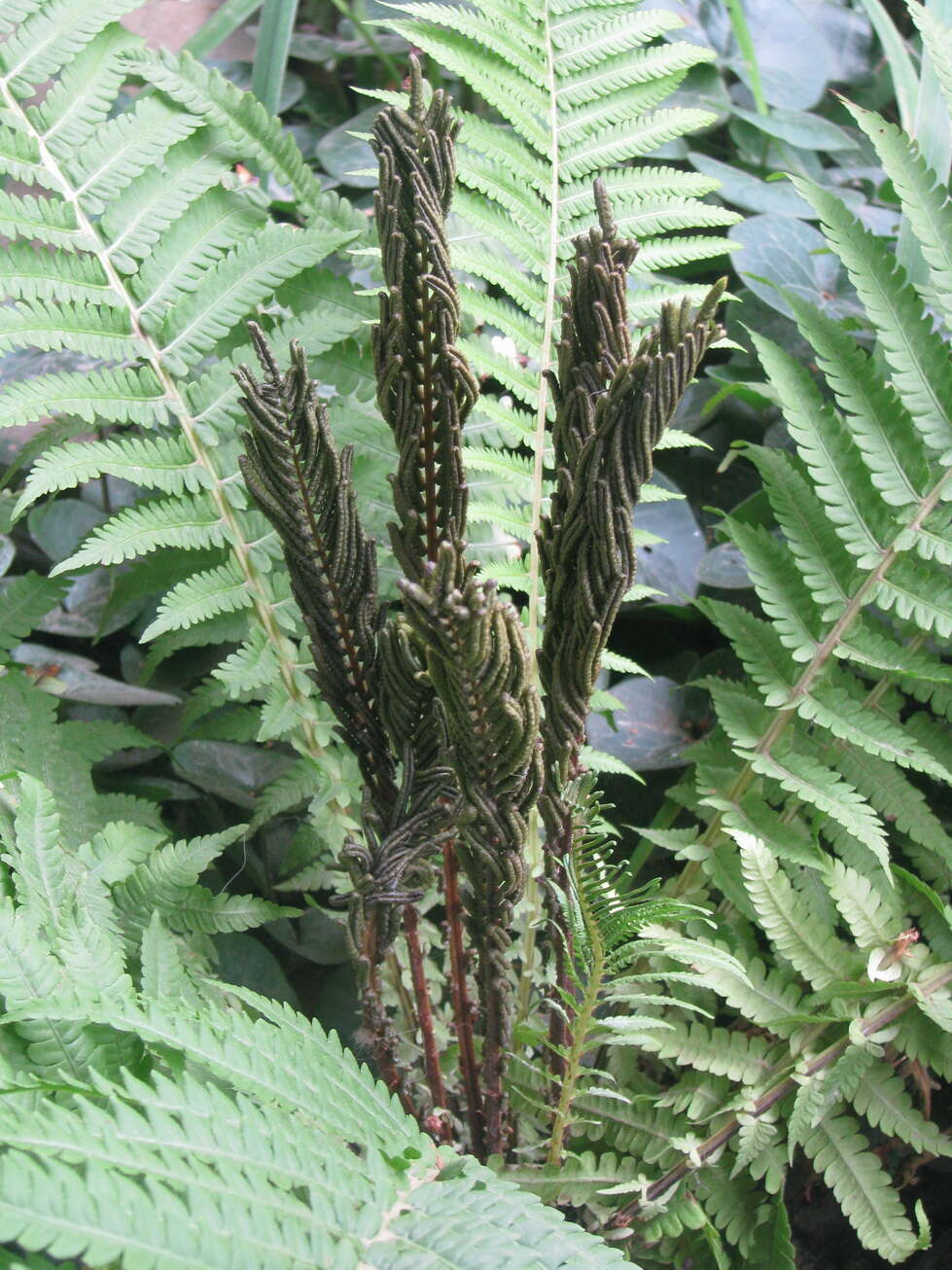 Image of ostrich fern