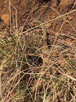 Image of Transvaal grass lizard