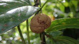 Image of Camellia furfuracea (Merr.) Cohen-Stuart