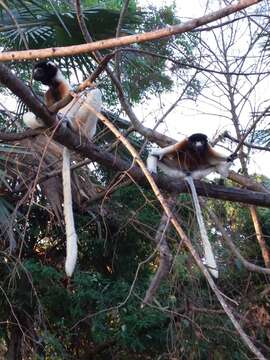 Image of Crowned Sifaka