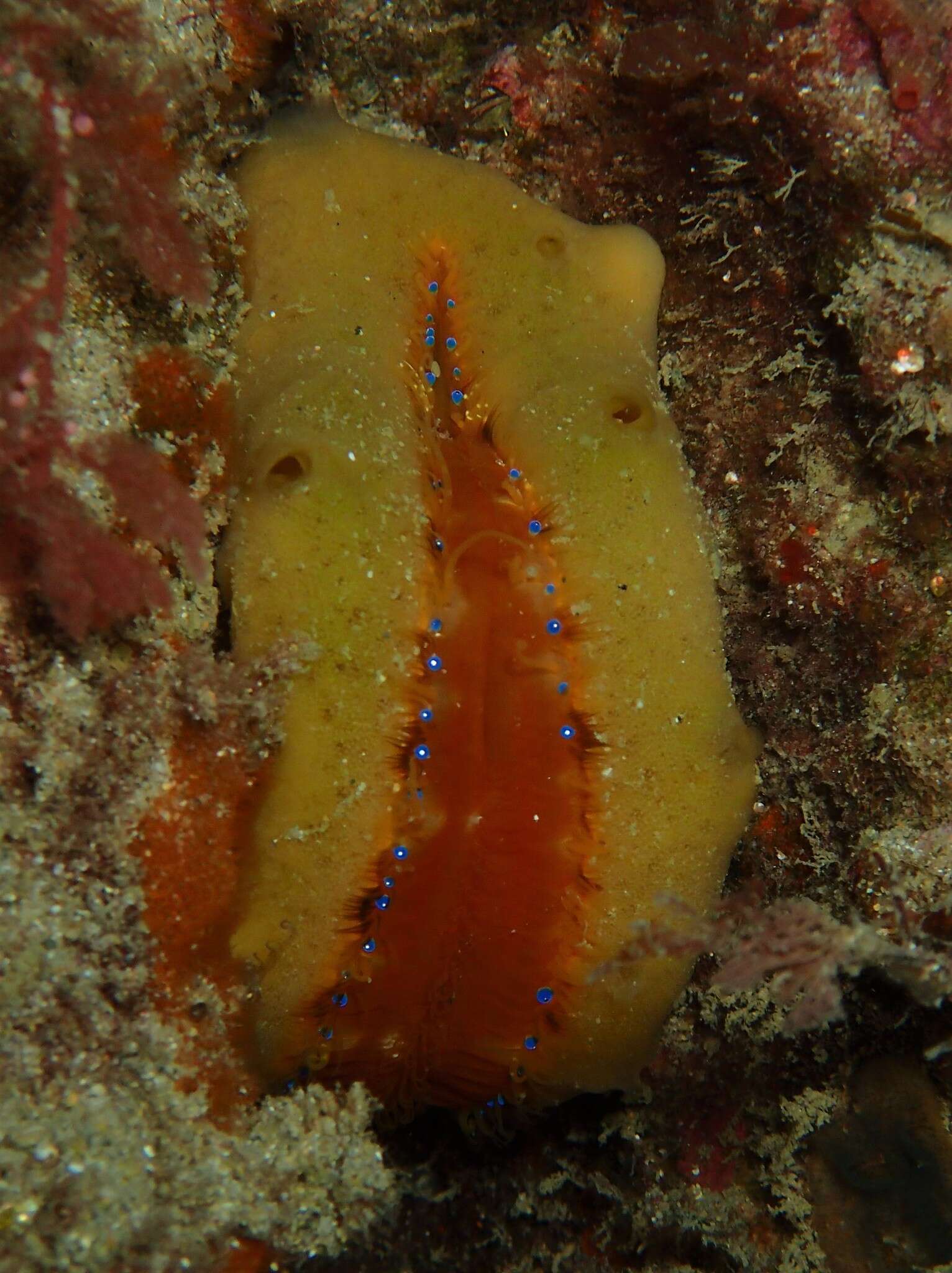 Image of austral scallop