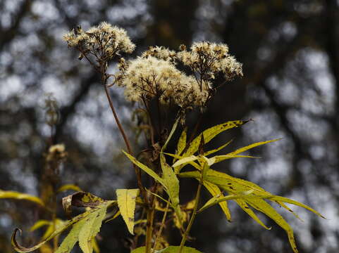 Image of Aleutian ragwort