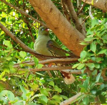 Image of African Green Pigeon