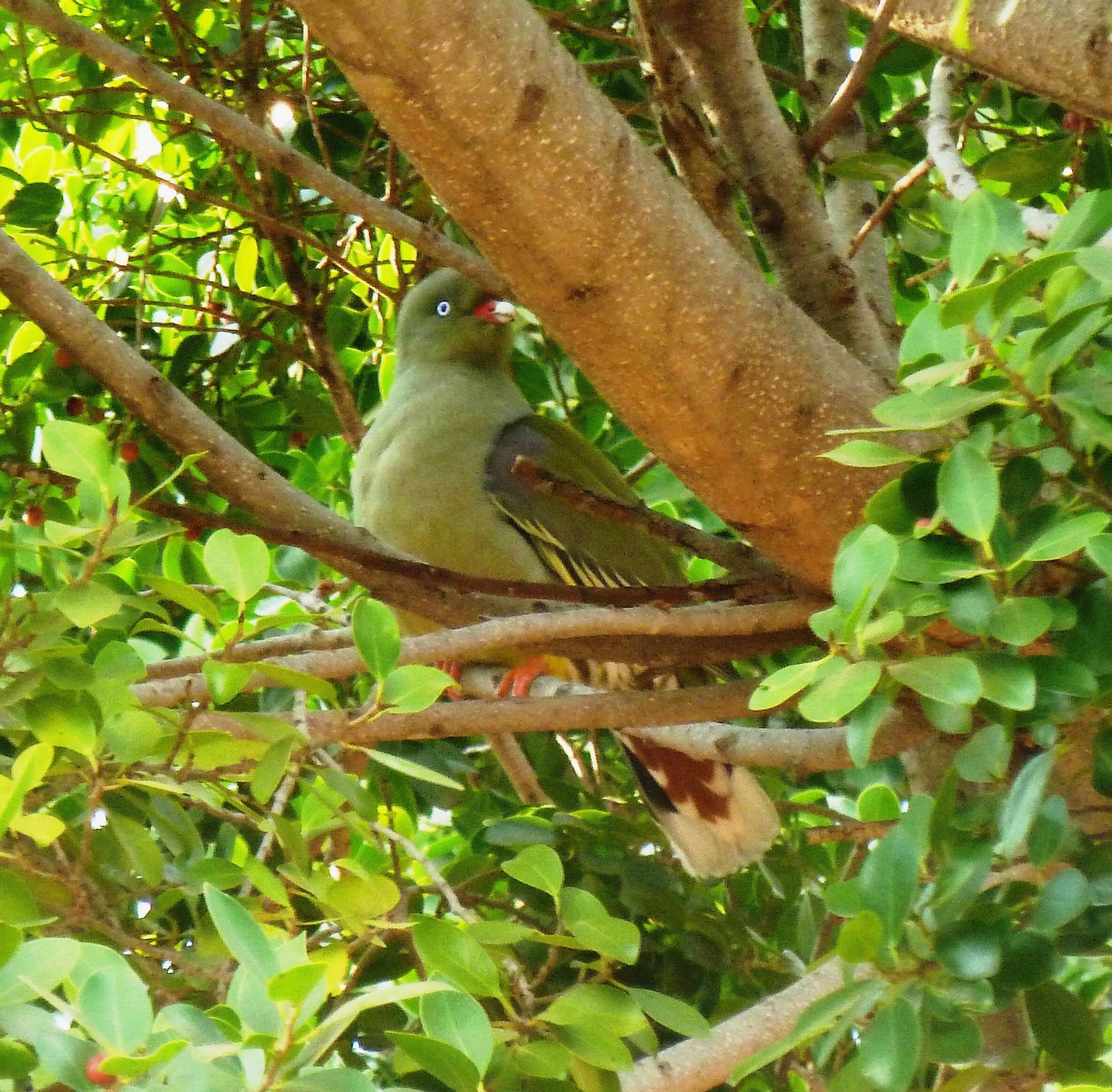 صورة Treron calvus (Temminck 1811)