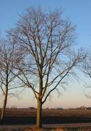 Image of Dutch elm