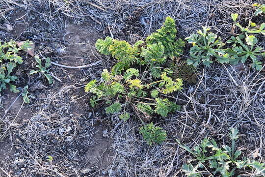 Image of Siberian wormwood