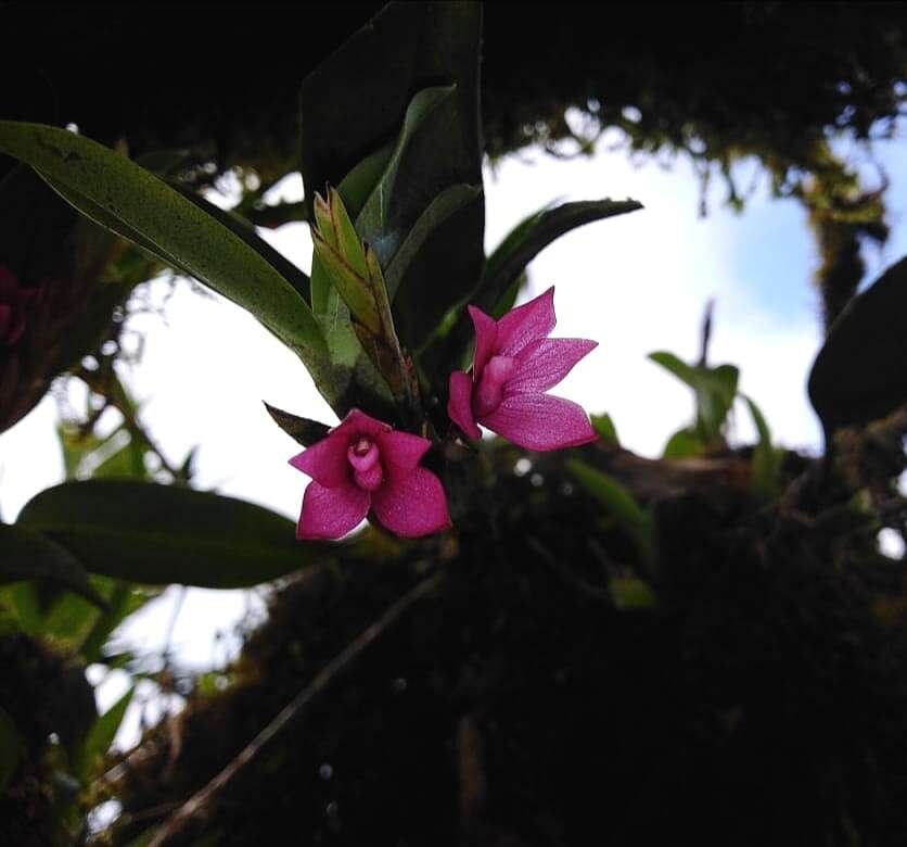 Image of Maxillaria paleata (Rchb. fil.) Ames & Correll