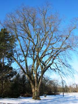 Image of Wych elm