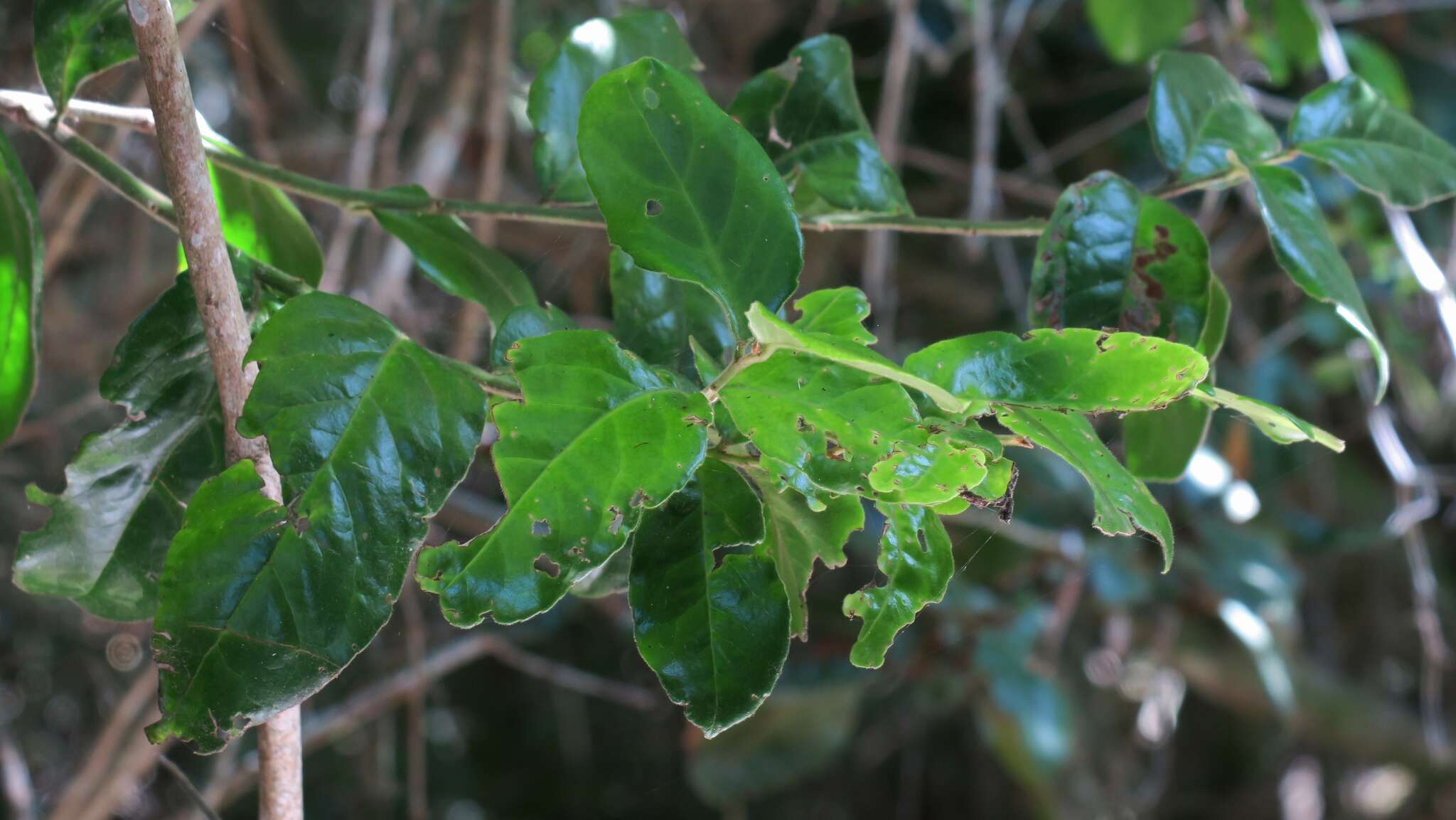 Image of Gymnosporia peduncularis (Sond.) Loes.