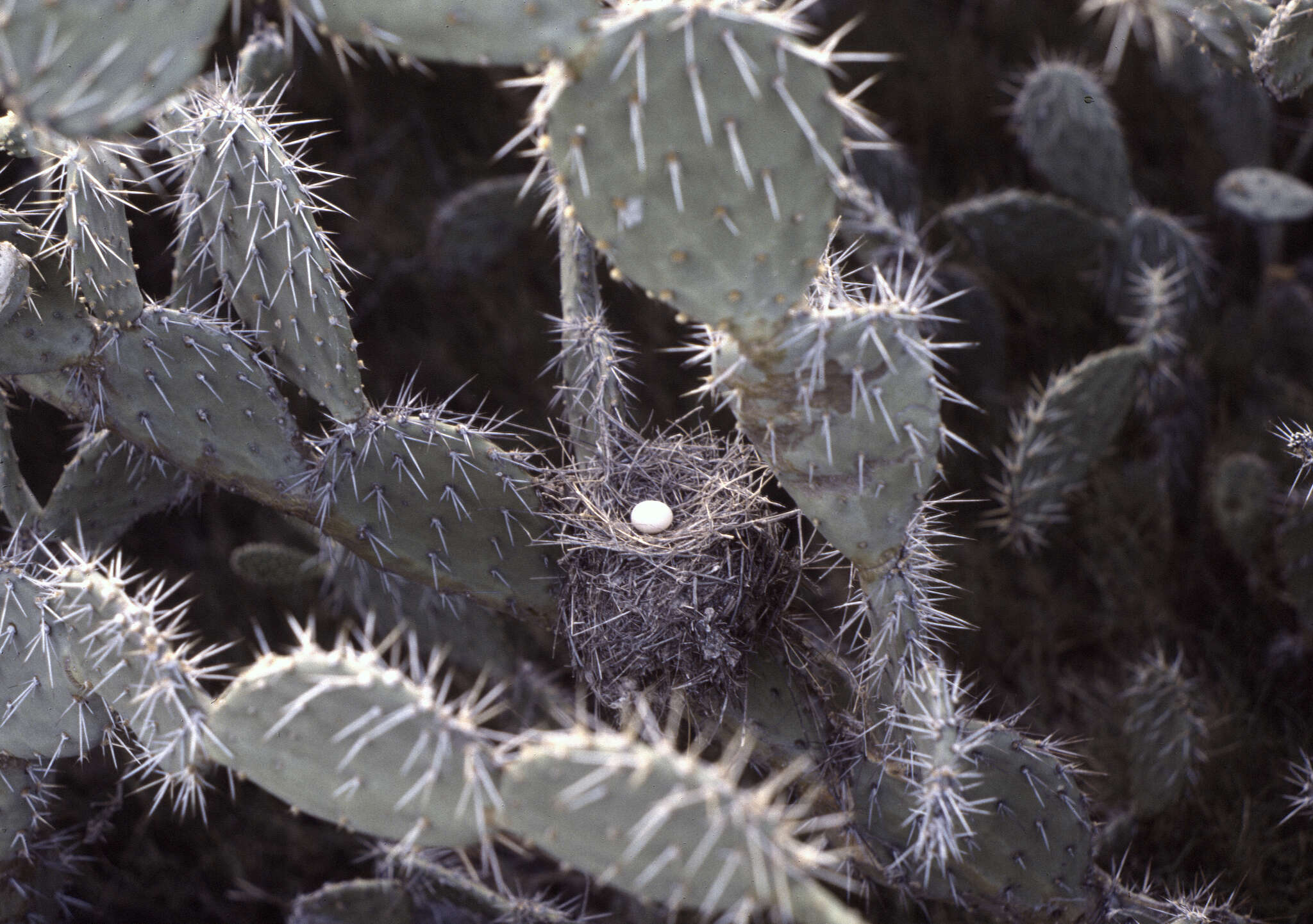 Image of Opuntia caracassana Salm-Dyck