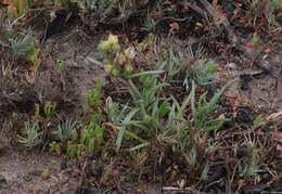 Image of sticky sandspurry