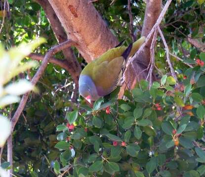 Image of African Green Pigeon