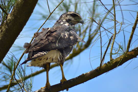 Buteo plagiatus (Schlegel 1862) resmi