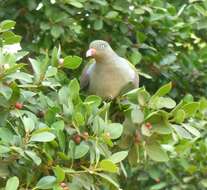 Image of African Green Pigeon