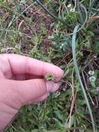 Image of Valerianella echinata (L.) DC.