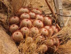 Image of Mammillaria bombycina Quehl