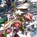 Image of Sarcolaena oblongifolia F. Gérard