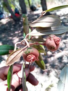 صورة Sarcolaena oblongifolia F. Gérard