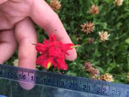 Image of Henry Indian paintbrush