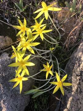 Image of Empodium veratrifolium (Willd.) M. F. Thomps.