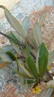Acridocarpus excelsus A. Juss.的图像