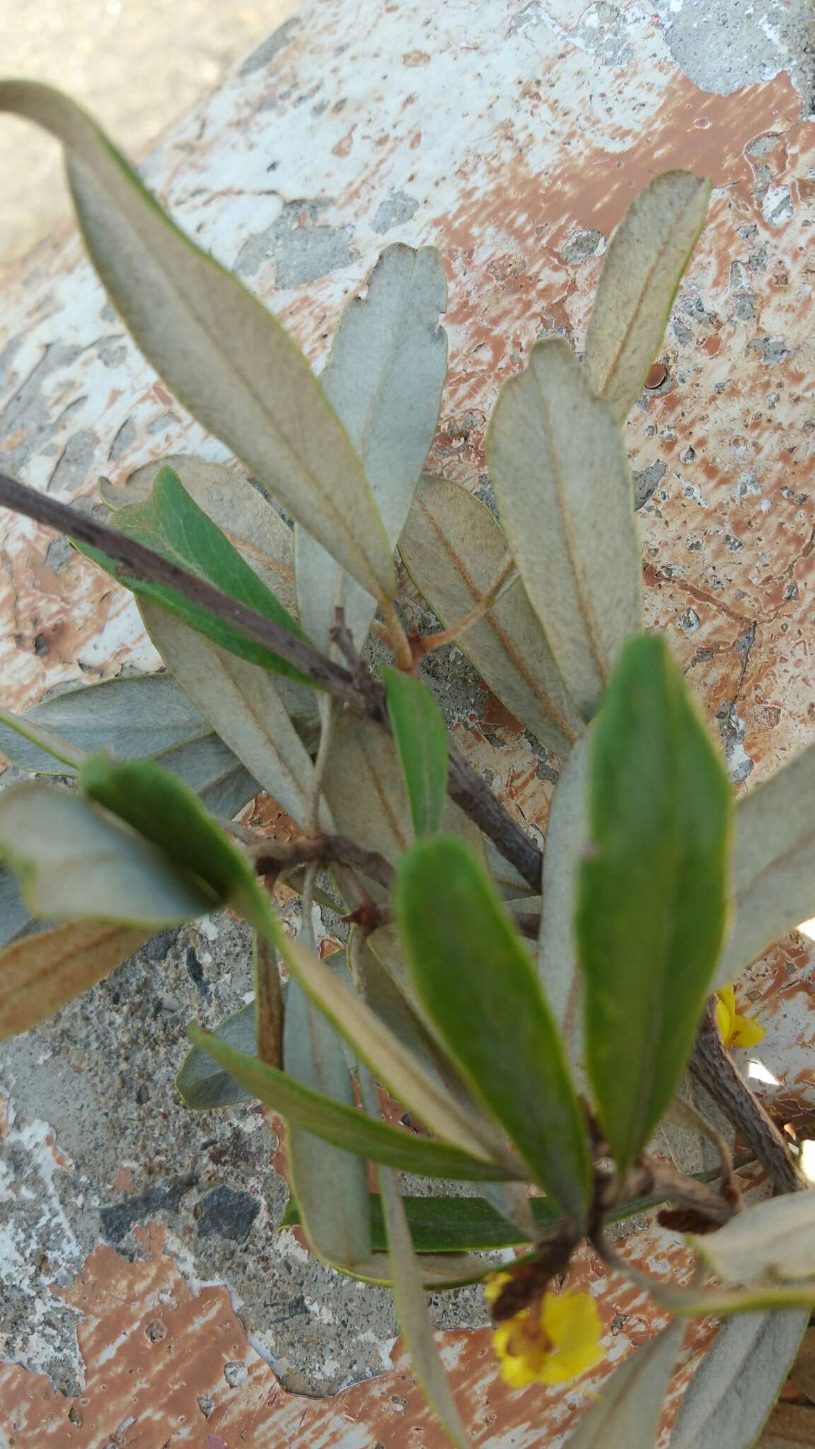 Acridocarpus excelsus A. Juss.的图像