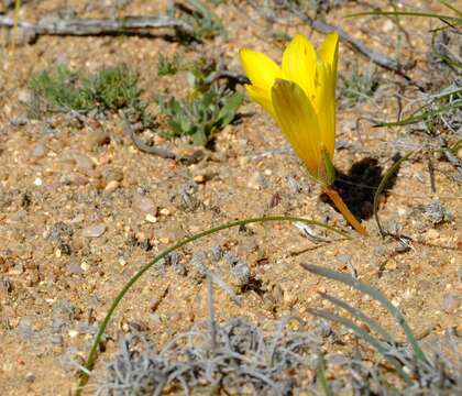 Image of Romulea pearsonii M. P. de Vos