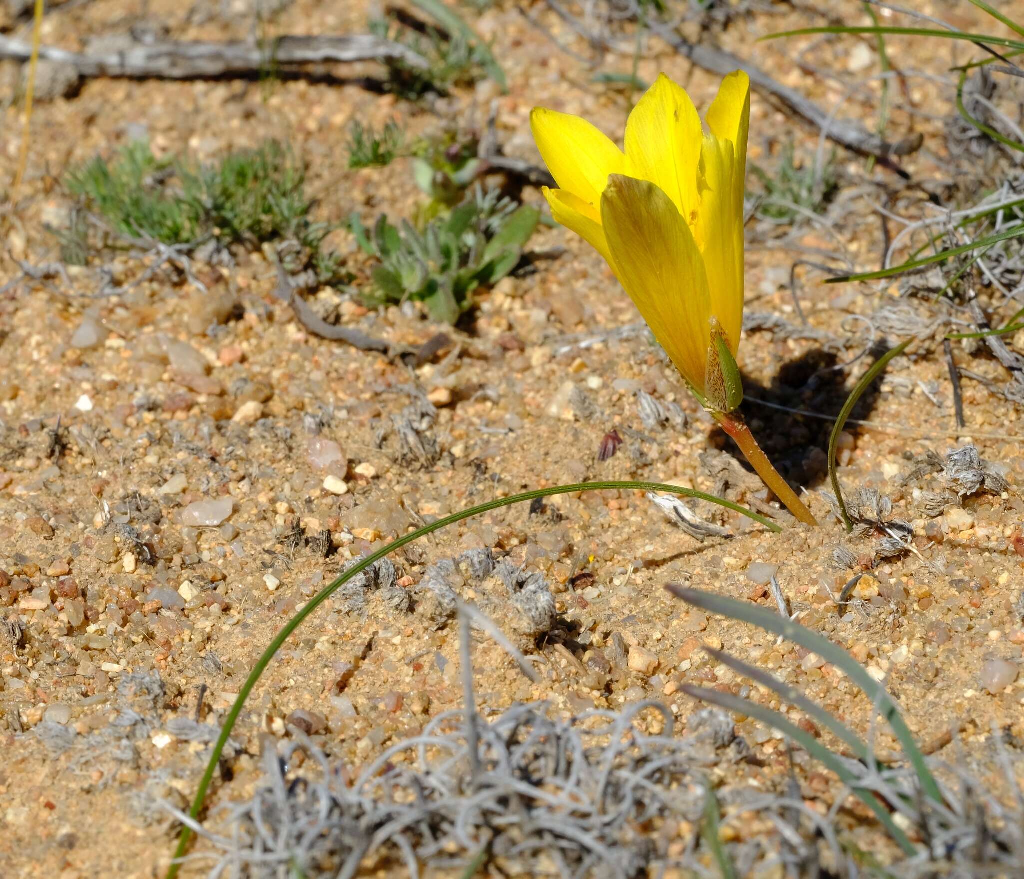 Image of Romulea pearsonii M. P. de Vos