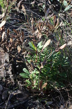 Image of Banksia paludosa subsp. paludosa