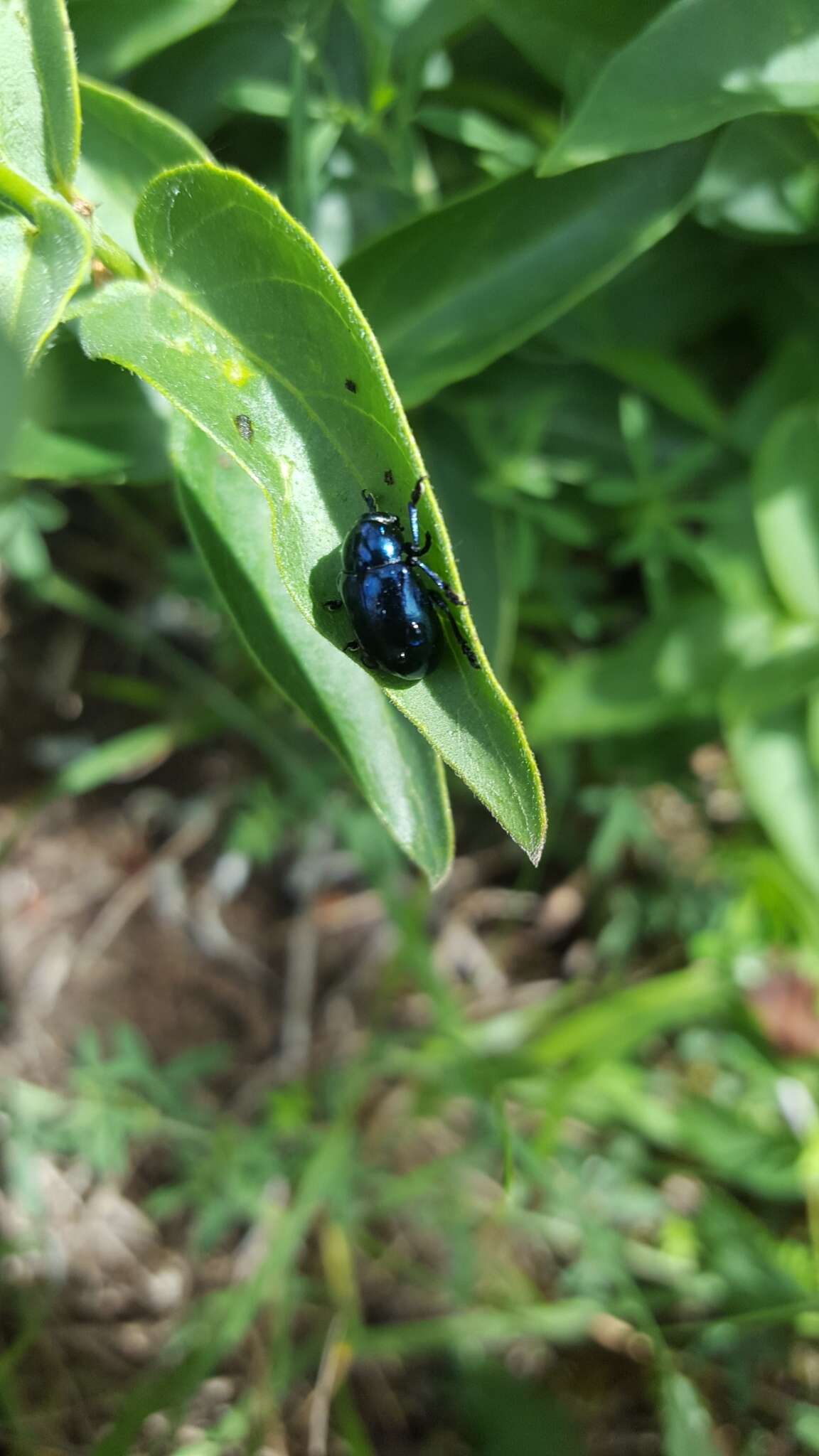 Image of <i>Chrysochus asclepiadeus</i>