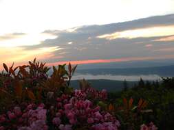 Image of mountain laurel