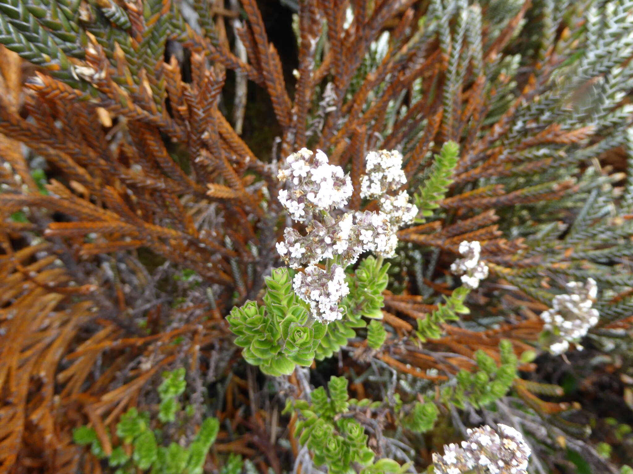 Image de Valeriana microphylla Kunth