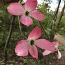 Imagem de Cornus florida var. florida