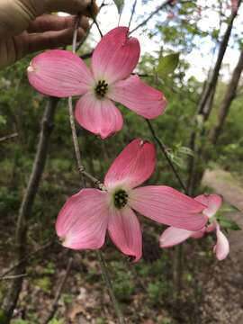 Image of Cornus florida var. florida