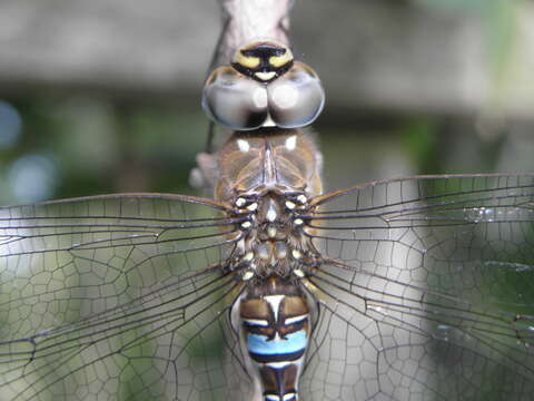 Image of Common Hawker