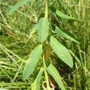 Euphorbia illirica Lam. resmi