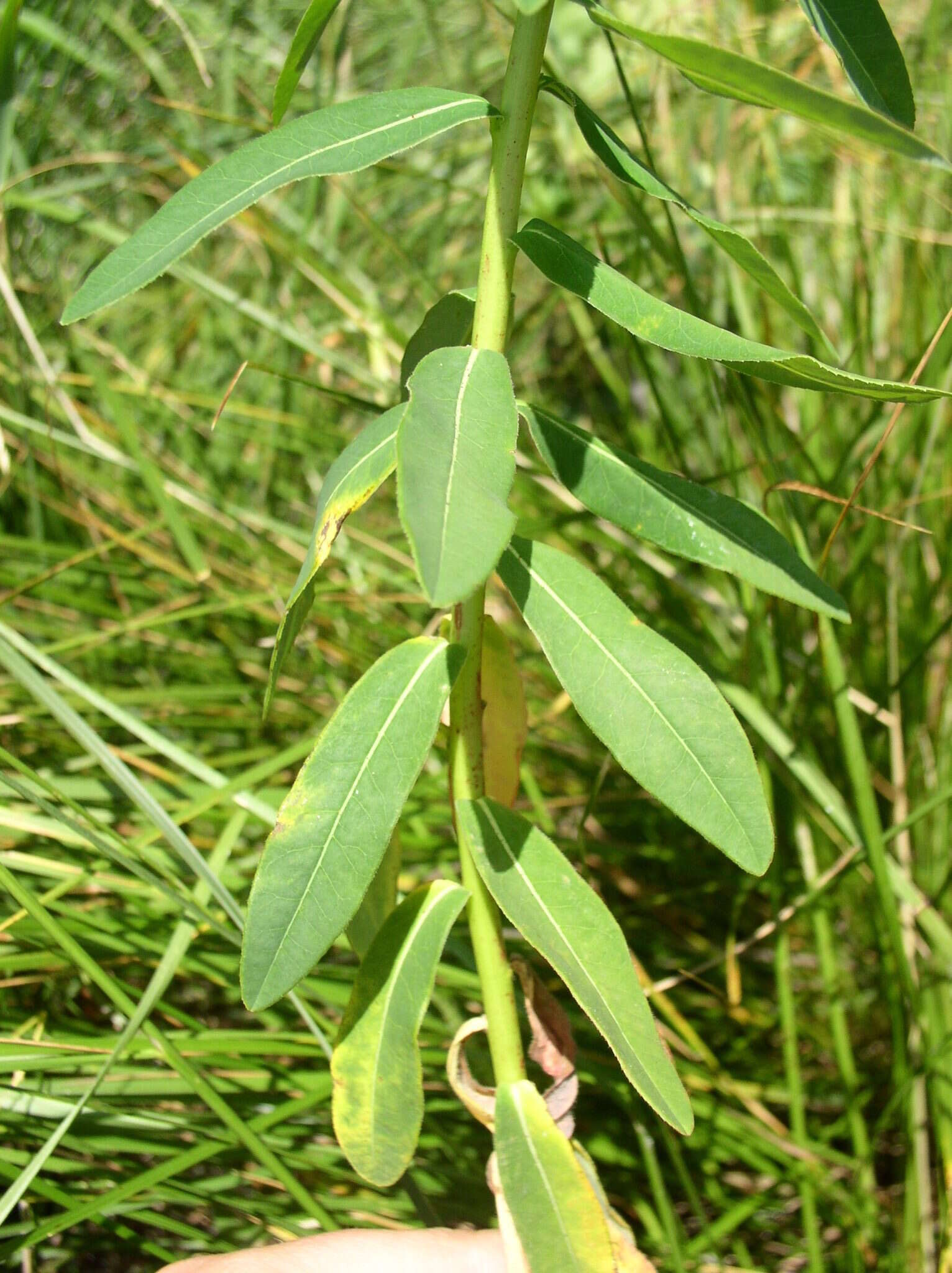 Image of Hairy Spurge