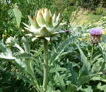 Image of cardoon