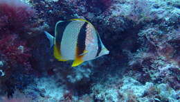 Image of Three-banded Butterflyfish