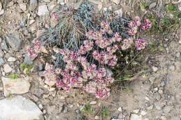 Image of sulphur-flower buckwheat