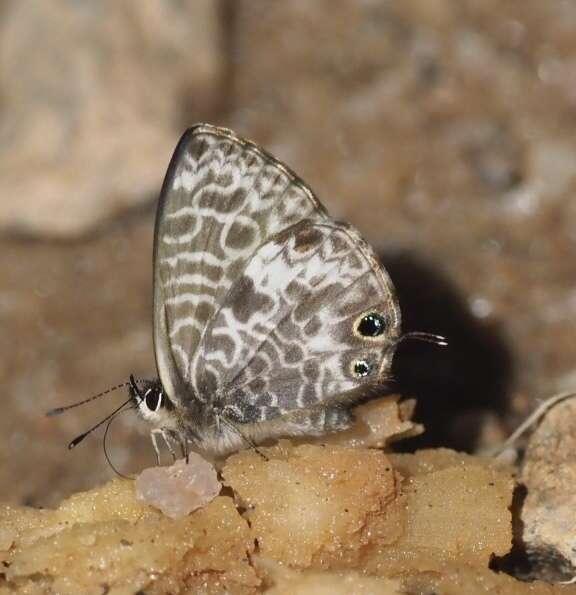 Image of Leptotes rabenafer (Mabille 1877)