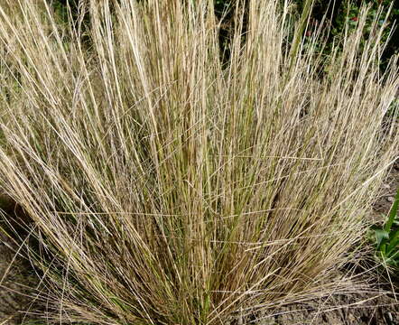 Image of Blue flax