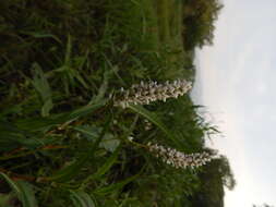 Image of field smartweed