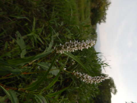 Imagem de Persicaria segetum (Kunth) Small