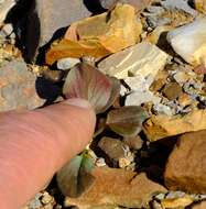 Image of Pelargonium nervifolium Jacq.