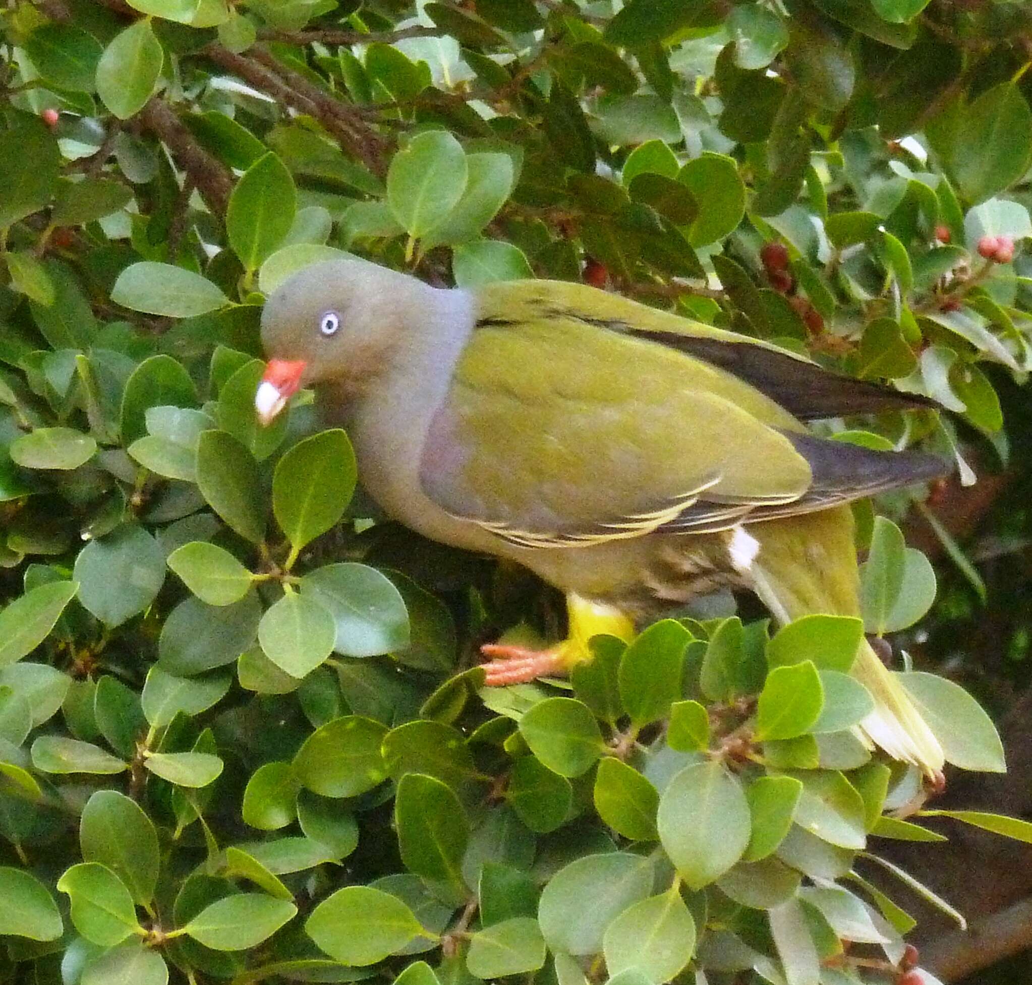 Image of African Green Pigeon