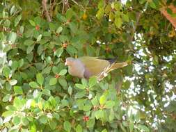 Image of African Green Pigeon