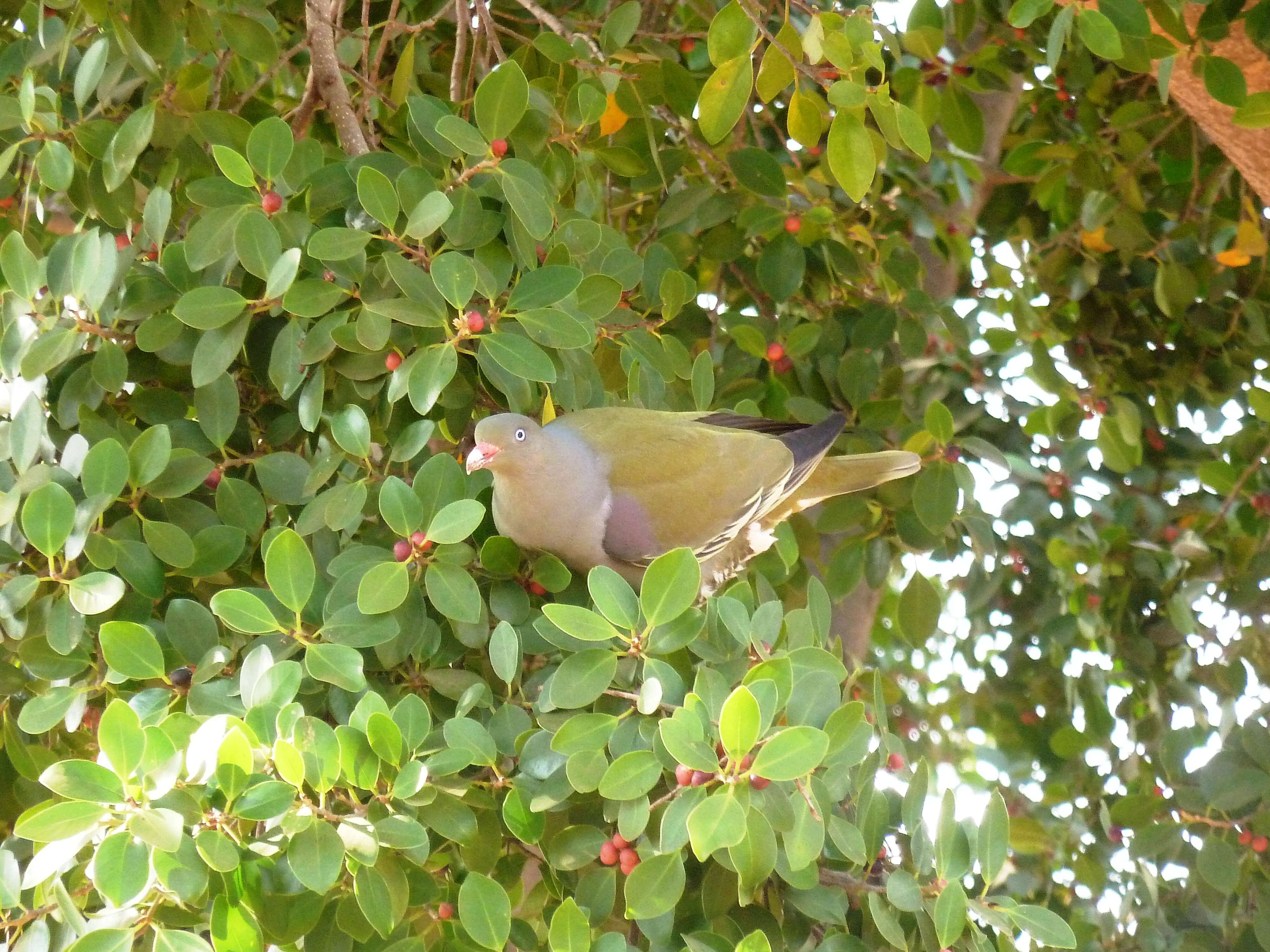 صورة Treron calvus (Temminck 1811)