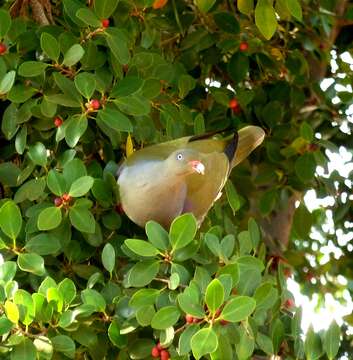 Image of African Green Pigeon