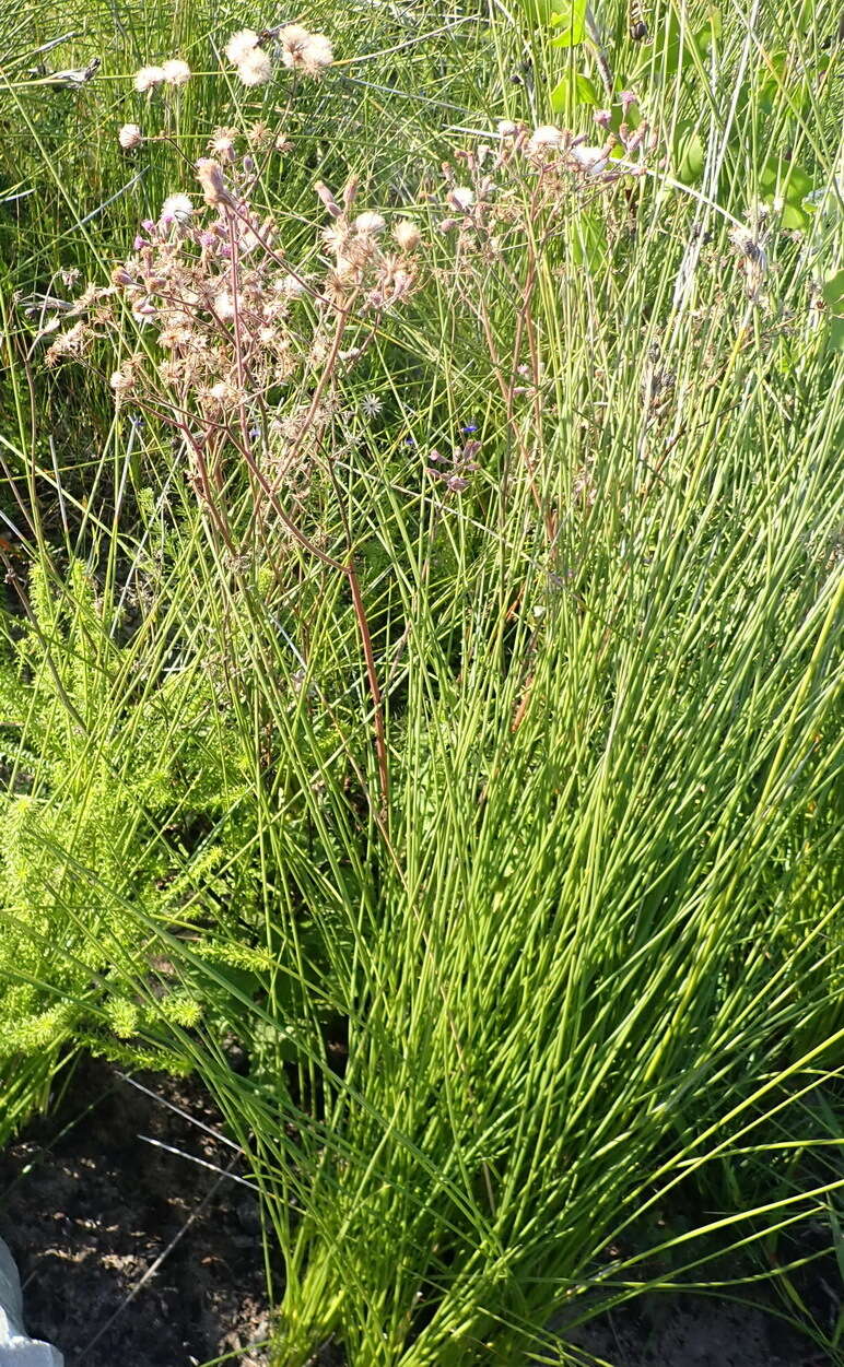 Image of Senecio purpureus L.